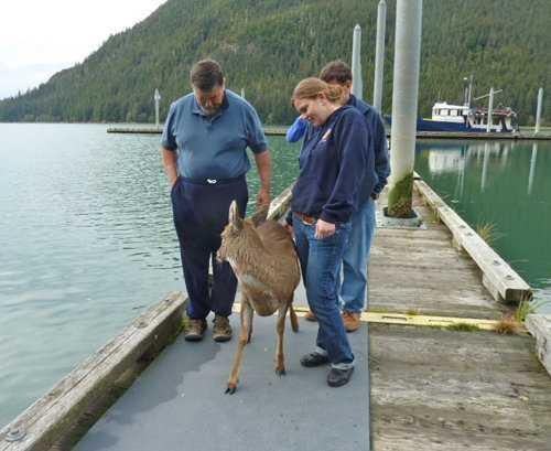 [Deer3%255B3%255D.jpg]