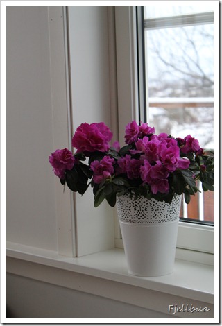 IMG_1181