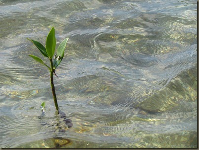 mangrove sprout