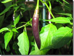 Seedlings & Purple Chilli-3