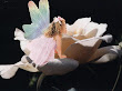 Little Fairy Baby