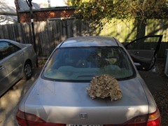 hen of the woods on car