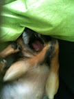 Minnow: 