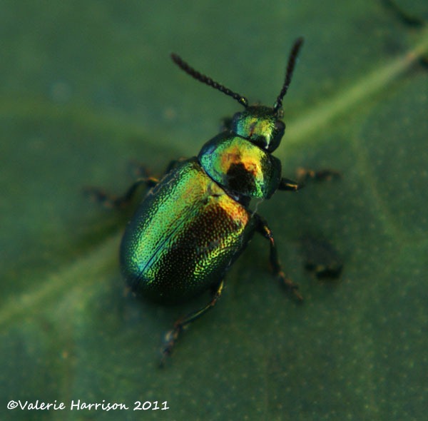 [green-dock-beetle-Gastrophysa-viridula%255B2%255D.jpg]