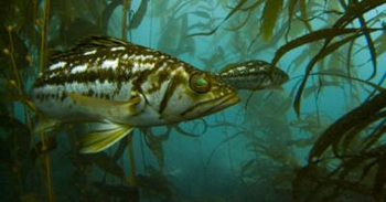 Kelp bass represent one of the two most important recreational fisheries off Southern California. Scripps Institution of Oceanography, UC San Diego
