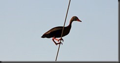 Whistling Duck Retama Whistling Duck Retama