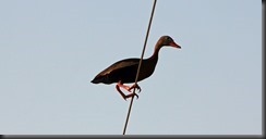 Whistling Duck Retama