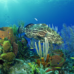 Underwater-Wallpaper-99.jpg Underwater-Wallpaper-99.jpg