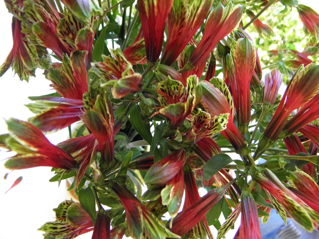 [Red-flowers-close-up3.jpg]