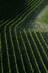 The Riesling block