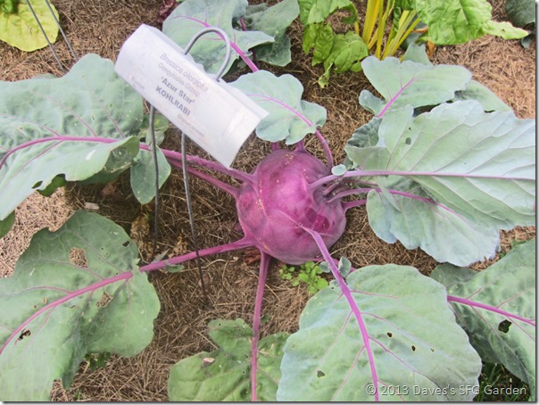 Azur_Star_kohlrabi