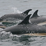 Atlantic white-sided dolphins