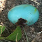 Robin's egg