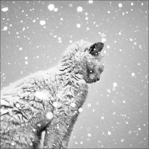 [cats-play-snow-30%255B2%255D.jpg]
