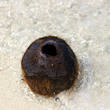 A Washed Up Coconut On The Beach - Lifou, New Caledonia