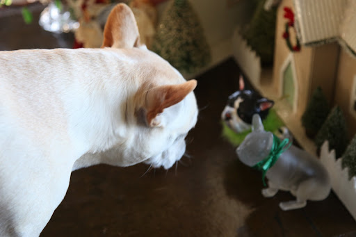 What's this?  There are cute little dogs in the green room!