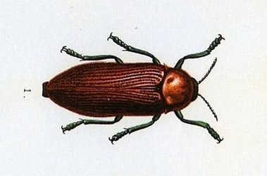 beetle jewel (Julodimorpha bakewelli)