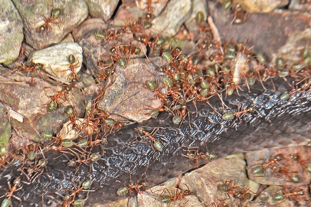ant eat snake ant eat snake