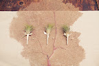 Boutonnieres were made out of small air plants. Boutonnieres were made out of small air plants.