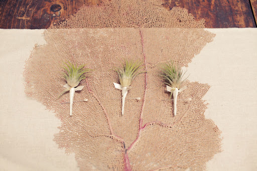 Boutonnieres were made out of small air plants. Boutonnieres were made out of small air plants.