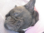 I missed all of my friends here, and I really missed snuggling with Martha at night.