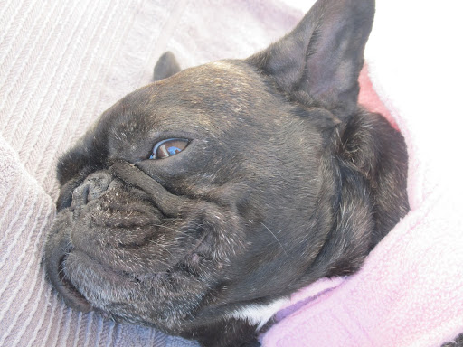 I missed all of my friends here, and I really missed snuggling with Martha at night.