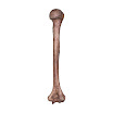 Humerus_right_female.jpg