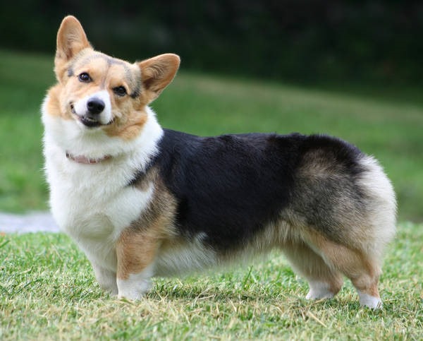 8- Corgi 8- Corgi