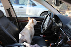 Well, if he's not coming, maybe I should drive.  This thing can't be much different than driving the Kawasaki, right?