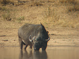 A buffalo at a watering hole. South Africa - 450.jpg