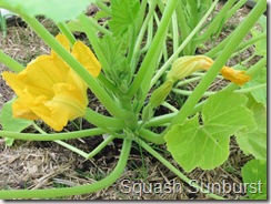 Sunburst squash blossoms