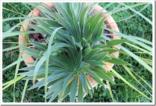 120908_Yucca-rostrata- -Echium-wildpretii_03