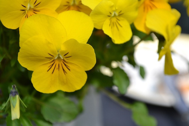 DSC_1229 DSC_1229