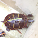 Eastern painted turtle