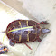 Eastern painted turtle
