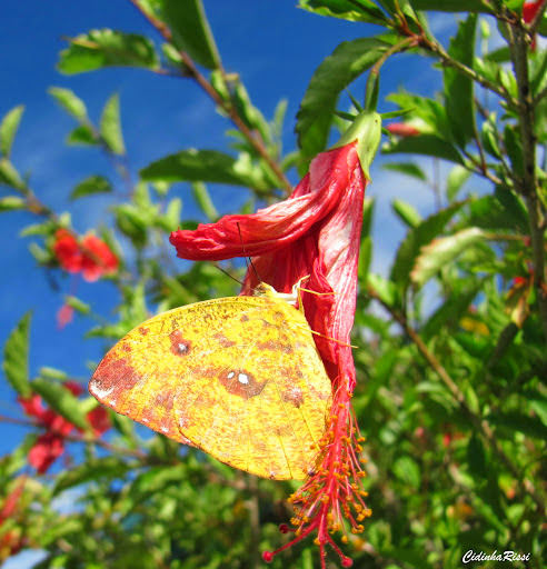 Phoebis argante argante (FABRICIUS, 1775), femelle. Colider (Mato Grosso, Brésil), 19 février 2012. Photo : Cidinha Rissi