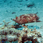 Porcupinefish (Padangbai, Bali)