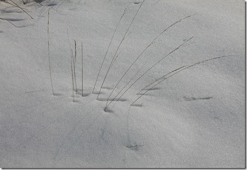 41-grass-in-snow