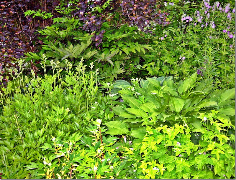 Hosta torv2 Hosta torv2