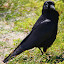 Black Crow - Rottnest Island, Australia