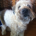 Wheaten Terrior
