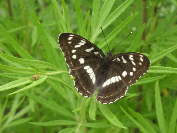 Limenitis amphissa MÉNÉTRIÉS, 1859. Près d'Andreevka (Primorskij Kraj, Russie), 7 juillet 2011. Photo : J. Michel