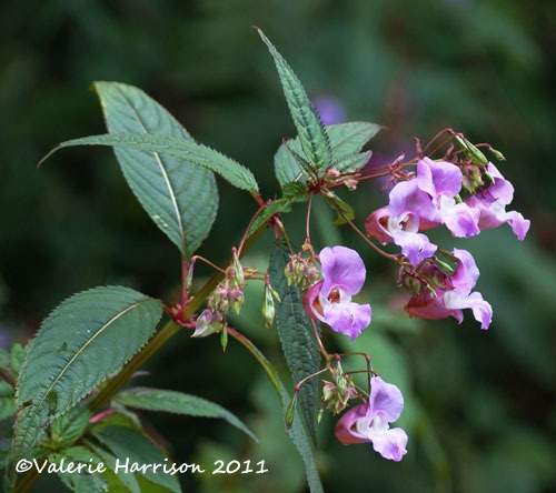 [1-himalayan-balsam%255B2%255D.jpg]