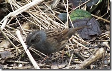 dunnock (2)