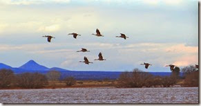 Sand Hill Cranes Wilcox AZ 135 Sand Hill Cranes Wilcox AZ 135