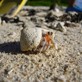Hermit crabs of all shapes and sizes