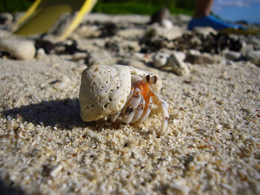 Hermit crabs of all shapes and sizes