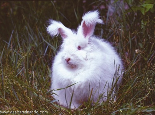 coelho angora peludo desbaratinando (7)