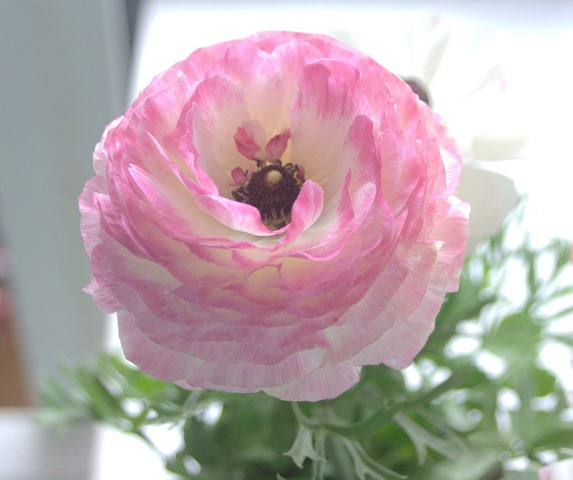 [pink%2520ranunculus%255B3%255D.jpg]