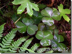 Sorrell and ferns